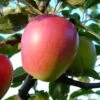 Retina ® Malus Domestica -Obstbaumes Geschaft Retina 2