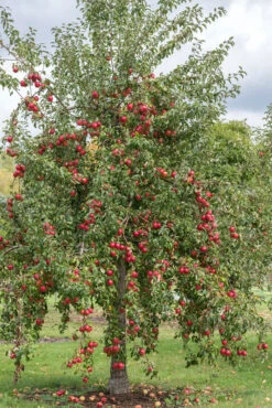 Rewena ® Malus Domestica -Obstbaumes Geschaft Rewena