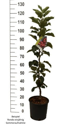 Säulenapfel `Rondo´ Malus Domestica `Rondo´ -Obstbaumes Geschaft Rondo einj hrig weiss