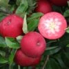Rosette® Malus Domestica -Obstbaumes Geschaft Rosette