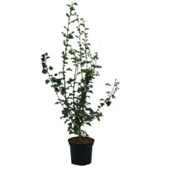 Rotdorn `Pauls Scarlet´ Crataegus Laevigata `Pauls Scarlet´ -Obstbaumes Geschaft Rotdorn Pauls Scarlet