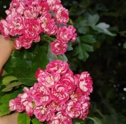 Rotdorn `Pauls Scarlet´ Crataegus Laevigata `Pauls Scarlet´ -Obstbaumes Geschaft Rotdorn bl te