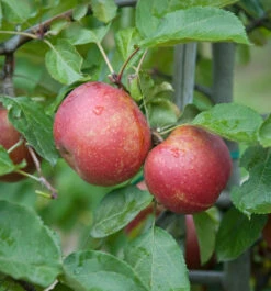 Roter Boskoop Malus Domestica -Obstbaumes Geschaft Roter Boskoop Apfel