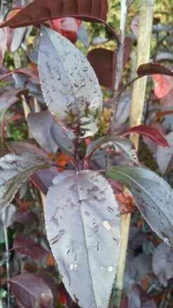 Zierapfel Royalty Malus `Royalty´ 8 Zierapfel Royalty Malus `Royalty´ -Obstbaumes Geschaft Royalty