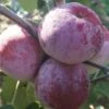 Russinka Malus Domestica `Russinka´ -Obstbaumes Geschaft Russinka1