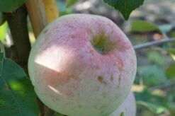 Russinka Malus Domestica `Russinka´ -Obstbaumes Geschaft Russinka2