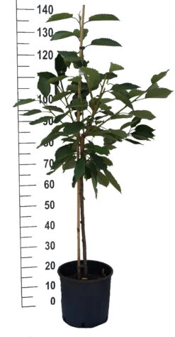 Lapins-selbstfruchtbar Prunus Avium `Lapins´ -Obstbaumes Geschaft S sskirsche Beispiel BuschbaumNW7GjfvQfZihc