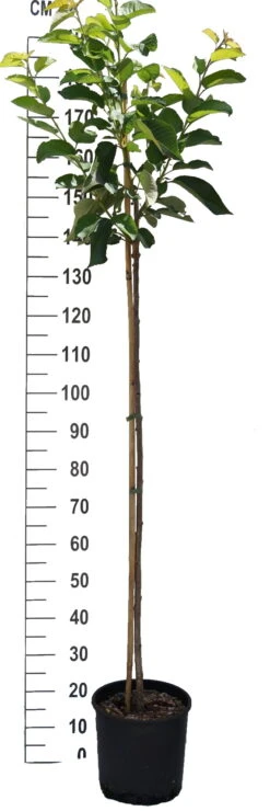 Kordia Prunus Avium `Kordia´ -Obstbaumes Geschaft S sskirsche Beispiel Halbstammx0oTFiIzSYa2v