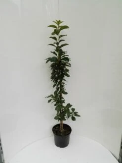 Säulensauerkirsche `Jachim´ Prunus Cerasus `Jachim´ -Obstbaumes Geschaft S ulensauerkirsche