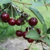 Safir ® Prunus Cerasus `Safir´ -Obstbaumes Geschaft Safir
