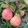 Zwergapfel Maloni® `Sally´® Malus Domestica `Sally´ -Obstbaumes Geschaft Sally Frucht