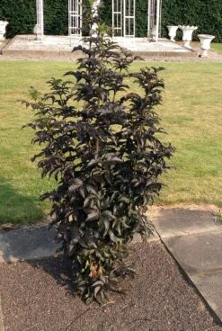 Holunder-Säule Black Tower (R) Sambucus Nigra `Black Tower´ -Obstbaumes Geschaft Sambucus nigra Black Tower 2590b24a51ae23