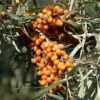 Sanddorn `Friesdorfer Orange´ (selbstfruchtbar) Hippophae Rhamnoides `Friesdorfer Orange´ 2 Sanddorn `Friesdorfer Orange´ (selbstfruchtbar) Hippophae Rhamnoides `Friesdorfer Orange´ -Obstbaumes Geschaft Sanddorn Friesdorfer Orange