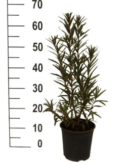 Bestseller -Obstbaumes Geschaft Sanddorn Titty