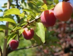Santa Rosa Japanische Pflaume Prunus Salicina `Santa Rosa´ -Obstbaumes Geschaft Santa Rosa Frucht im Juli
