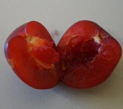 Santa Rosa Japanische Pflaume Prunus Salicina `Santa Rosa´ -Obstbaumes Geschaft Santa rosa fruchtfleisch