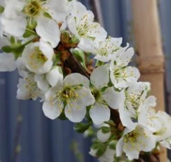 Santa Rosa Japanische Pflaume Prunus Salicina `Santa Rosa´ -Obstbaumes Geschaft Santa rosa5ace2ae46c7ef