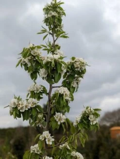 Säulenbirne `Saphira´ 150-175cm (zweijährig) Pyrus Communis `Saphira´ 7 Säulenbirne `Saphira´ 150-175cm (zweijährig) Pyrus Communis `Saphira´ -Obstbaumes Geschaft Saphira Bl te2