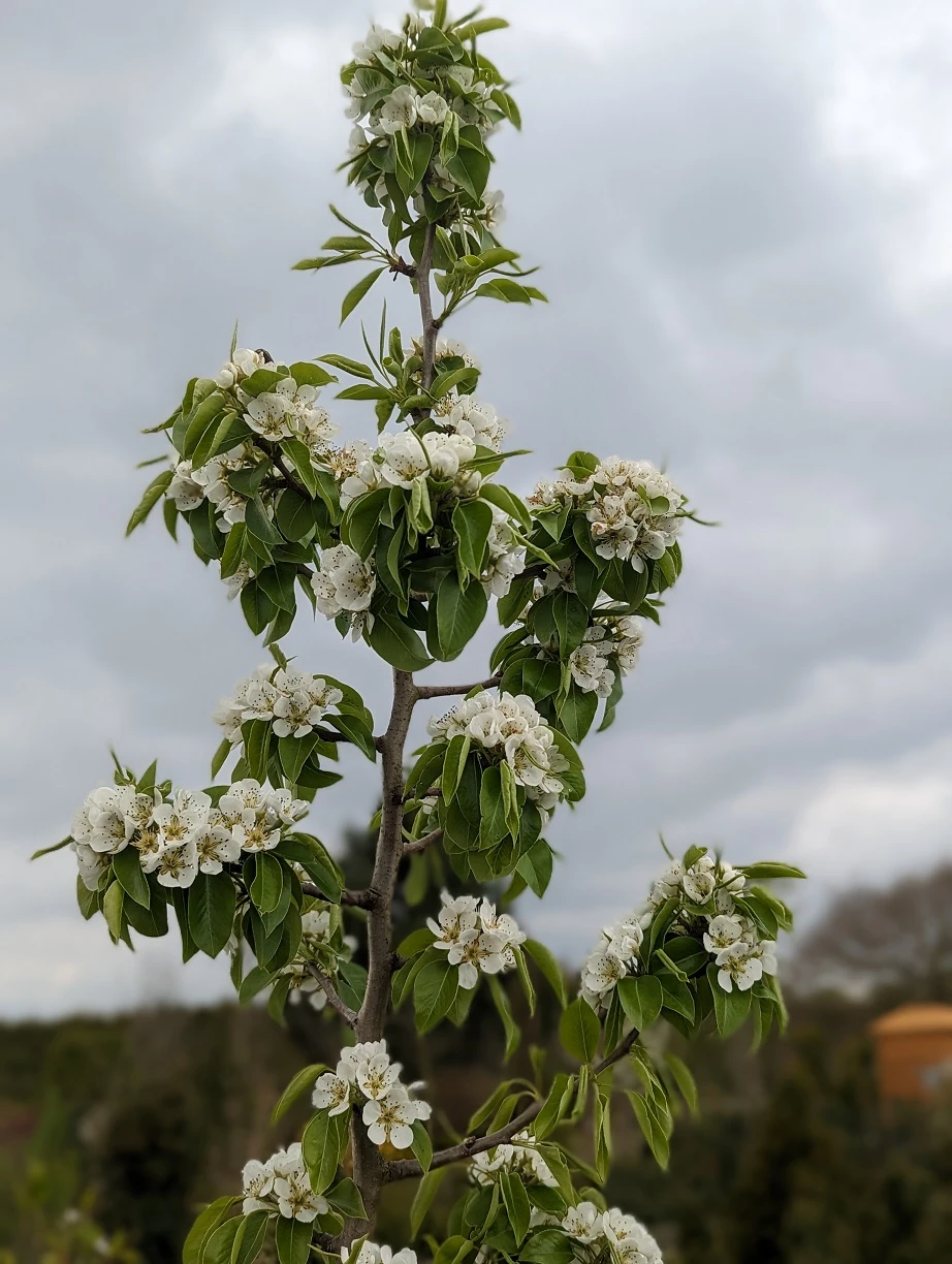 Säulenbirne `Saphira´ 150-175cm (zweijährig) Pyrus Communis `Saphira´ 5 Säulenbirne `Saphira´ 150-175cm (zweijährig) Pyrus Communis `Saphira´ – Bild 3