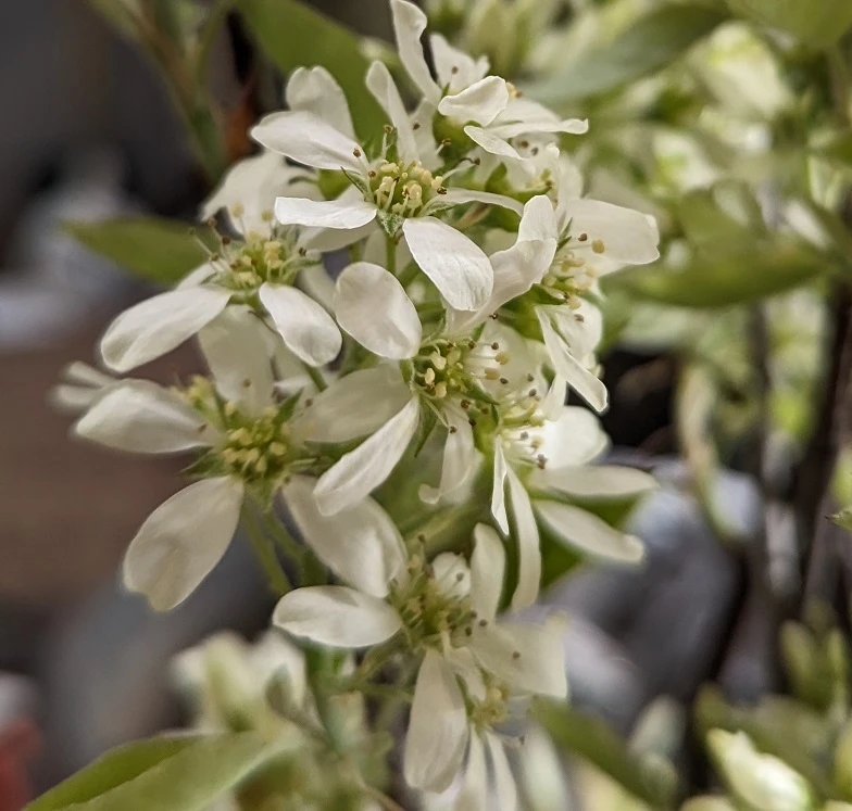 Felsenbirne `Saskablue®´ Amelanchier Alnifolia `Saskablue´ 4 Felsenbirne `Saskablue®´ Amelanchier Alnifolia `Saskablue´ – Bild 2