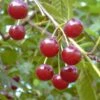 Werdersche Glaskirsche Prunus Cerasus `Werdersche Glaskirsche´ -Obstbaumes Geschaft Sauerkirsche5be5a628dbed7