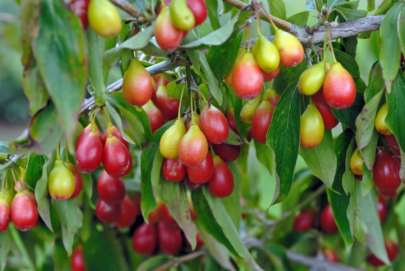 Großfrüchtige Kornelkirsche `Schönbrunner Gourmet Dirndl´ Cornus Mas `Schönbrunner Gourmetdirndl´ 4 Großfrüchtige Kornelkirsche `Schönbrunner Gourmet Dirndl´ Cornus Mas `Schönbrunner Gourmetdirndl´ – Bild 2