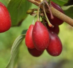 Großfrüchtige Kornelkirsche `Schönbrunner Gourmet Dirndl´ Cornus Mas `Schönbrunner Gourmetdirndl´ 11 Großfrüchtige Kornelkirsche `Schönbrunner Gourmet Dirndl´ Cornus Mas `Schönbrunner Gourmetdirndl´ -Obstbaumes Geschaft Sch nbrunner2