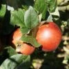 Schöner Aus Nordhausen Malus Domestica `Schöner Aus Nordhausen´ -Obstbaumes Geschaft Sch ner aus Nordhausen 2