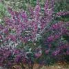 Schönfrucht `Pearl Glam´ Callicarpa 2 Schönfrucht `Pearl Glam´ Callicarpa -Obstbaumes Geschaft Sch nfrucht pearl glem