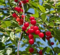 Schattenmorelle Prunus Cerasus `Schattenmorelle´