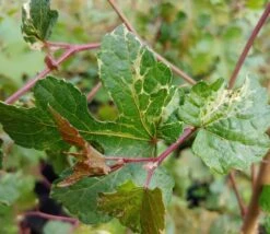 Porzellanbeere / Scheinrebe `Elegans´ Ampelopsis Brevipedunculata `Elegans´ 7 Porzellanbeere / Scheinrebe `Elegans´ Ampelopsis Brevipedunculata `Elegans´ -Obstbaumes Geschaft Scheinrebe Amelopsis