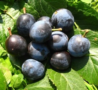 Großfrüchtige Schlehe "Reto" Prunus Spinosa `Reto´ 3 Großfrüchtige Schlehe "Reto" Prunus Spinosa `Reto´