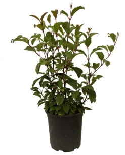 Duftender Winterschneeball `Dawn´ Viburnum Bodnantense `Dawn´ -Obstbaumes Geschaft Schneeball Dawn weiss