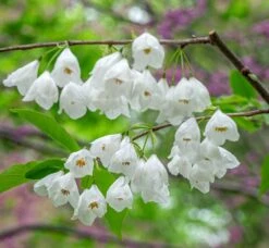 Schneeglöckchenbaum Halesia Carolina