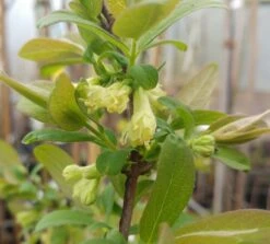 Sibirische Blaubeere / Honigbeere `Zojka Lonicera Kamtschatica `Zojka´ -Obstbaumes Geschaft Sibirische Blaubeere bl te1A5eHrsCdvoq9H