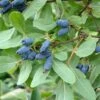 Sibirische Blaubeere / Maibeere Lonicera Kamtschatica -Obstbaumes Geschaft Sibirische BlaubeereFEFgHfvnzS3ut