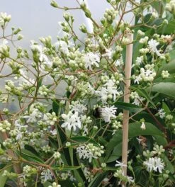 Sieben-Söhne-des-Himmels-Strauch Heptacodium Miconioides -Obstbaumes Geschaft Sieben S hne