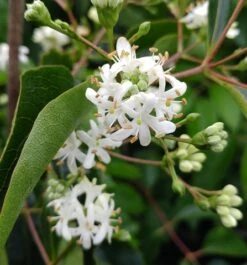 Sieben-Söhne-des-Himmels-Strauch Heptacodium Miconioides -Obstbaumes Geschaft Sieben S hne des Himmels