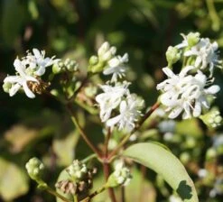Sieben-Söhne-des-Himmels-Strauch Heptacodium Miconioides -Obstbaumes Geschaft Sieben S hne des himmels 1