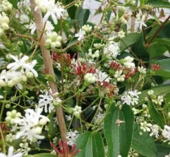 Sieben-Söhne-des-Himmels-Strauch Heptacodium Miconioides -Obstbaumes Geschaft Sieben s hne1