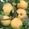 Sirius Ⓢ Malus Domestica `Sirius´ -Obstbaumes Geschaft Sirius1