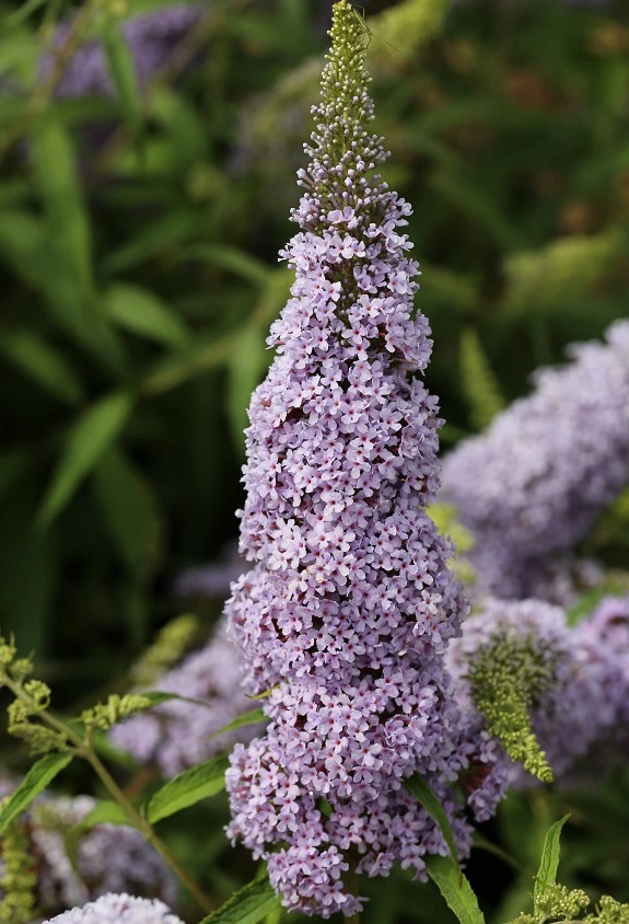 Schmetterlingsflieder Butterfly Candy® (versch. Farben) Buddleja Davidii 7 Schmetterlingsflieder Butterfly Candy® (versch. Farben) Buddleja Davidii – Bild 5