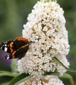 Schmetterlingsflieder Butterfly Candy® (versch. Farben) Buddleja Davidii 14 Schmetterlingsflieder Butterfly Candy® (versch. Farben) Buddleja Davidii -Obstbaumes Geschaft Sommerflieder weiss1