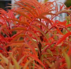 Eberesche `Dodong´ Sorbus Conmixta `Dodong´ -Obstbaumes Geschaft Sorbus Dodong4