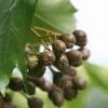 Elsbeere Sorbus Torminalis -Obstbaumes Geschaft Sorbus torminalis 3