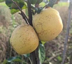 Spanischer Krautapfel Malus Domestica `Spanischer Krautapfel´ -Obstbaumes Geschaft Spanischer Krautapfel1