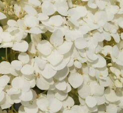 Garten-Hortensie `Incrediball®´ Hydrangea Arborescens -Obstbaumes Geschaft Strong anabelle