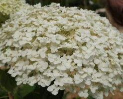 Garten-Hortensie `Incrediball®´ Hydrangea Arborescens -Obstbaumes Geschaft Strong anabelle1