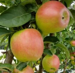 Säulenapfel `Suncats´ Malus Domestica -Obstbaumes Geschaft Suncats bearb 600x600