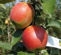 Säulenapfel `Suncats´ Malus Domestica -Obstbaumes Geschaft Suncats11